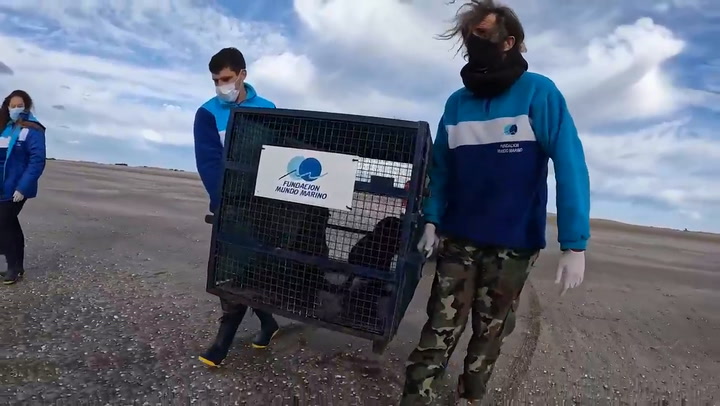 Un lobo marino que fue hallado con una herida en el cuello hace tres semanas regresó al mar