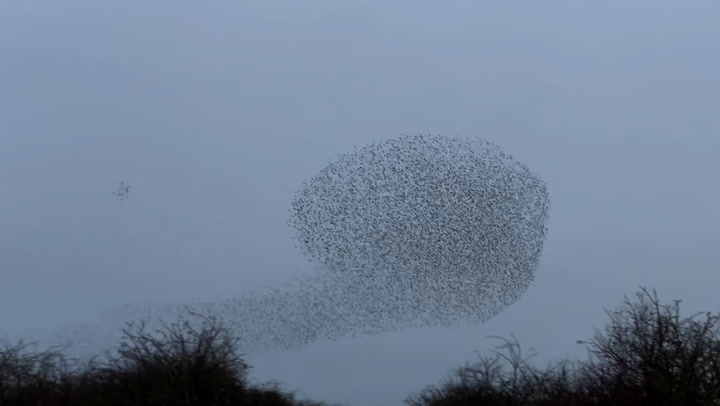 Spectacular starling murmuration captured on camera
