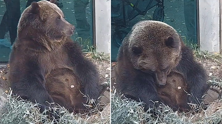 Grizzly bear struggles to stay awake as hibernation season approaches