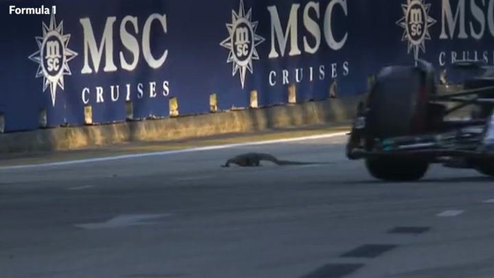Lizard interrupts Singapore Grand Prix practice race as it crosses the track