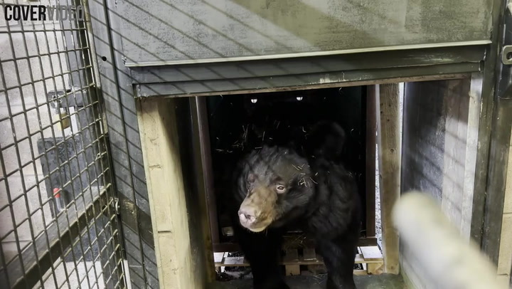 RAW VIDEO: Yampil The Bear Rescued From Ukraine's War Zone Arrives At Scottish Zoo 4/4