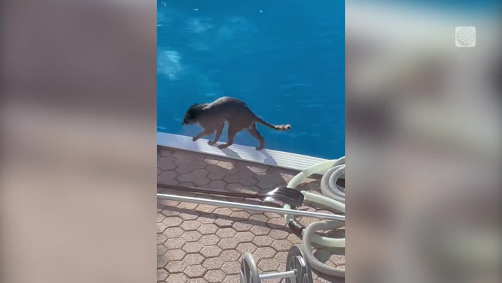 WATCH AS THE UNOFFICIAL MASCOT OF THE GTA TAKES A SWIM ON A HOT DAY