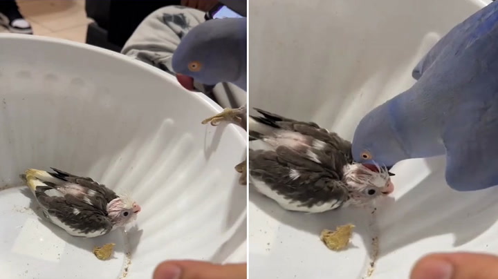 Adorable moment parrot gives baby bird a little kiss on the head