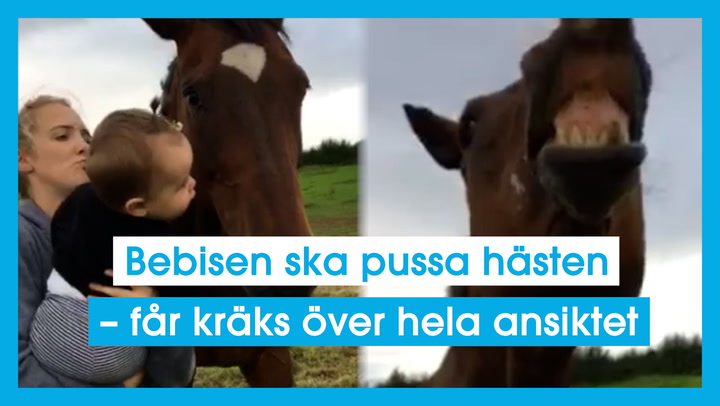 Bebisen ska pussa hästen – får kräks över hela ansiktet