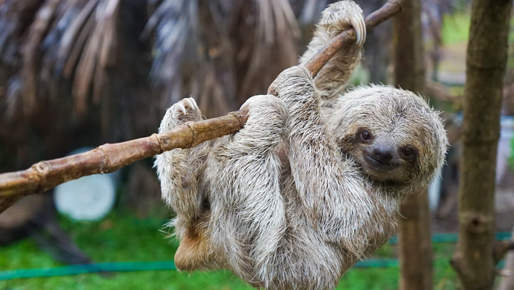 Should You Keep a Sloth as a Pet?