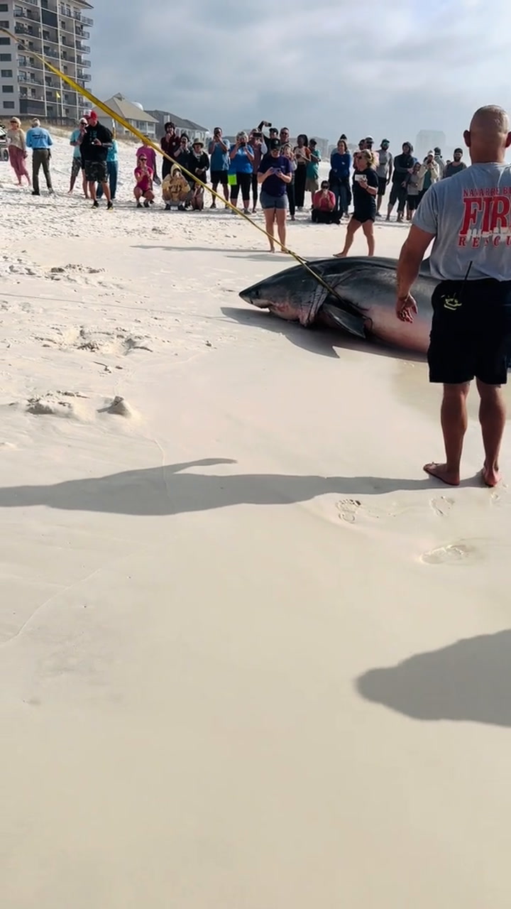 Un tiburón blanco hallado en una playa de Florida