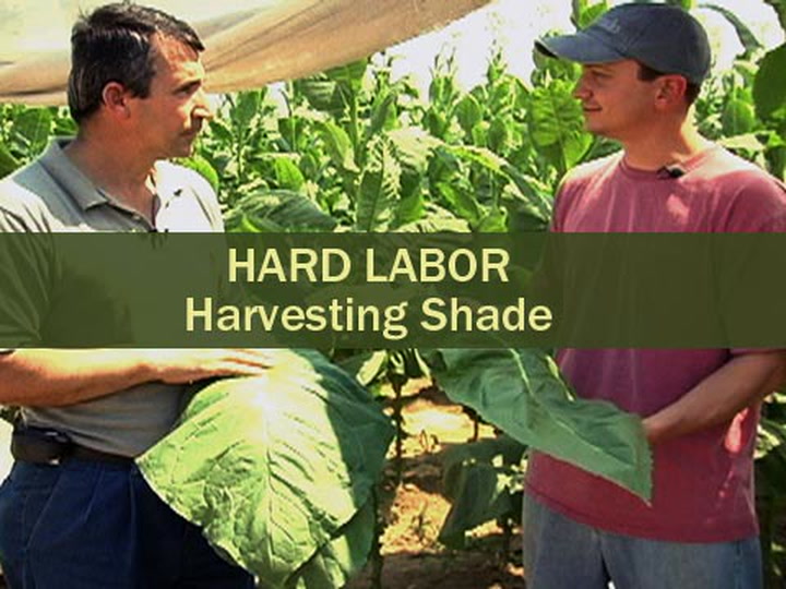 Hard Labor - Harvesting Shade