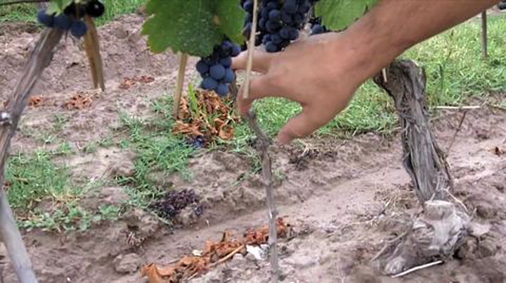 In the Vineyard at Achaval-Ferrer: Talking Malbec Part 2