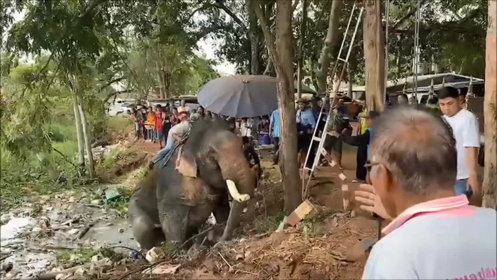 Villagers cheer as trapped elephant climbs out of mud pit in Thailand