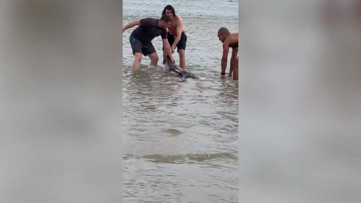 Hero American tourists save dolphin stranded on beach in Phuket, Thailand