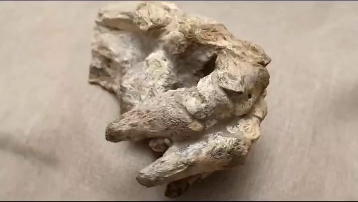 El fósil del armadillo prehistórico está en perfecto estado