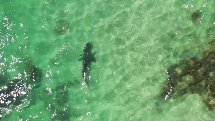 British videographer records shark at packed Australia beach, alerting swimmers
