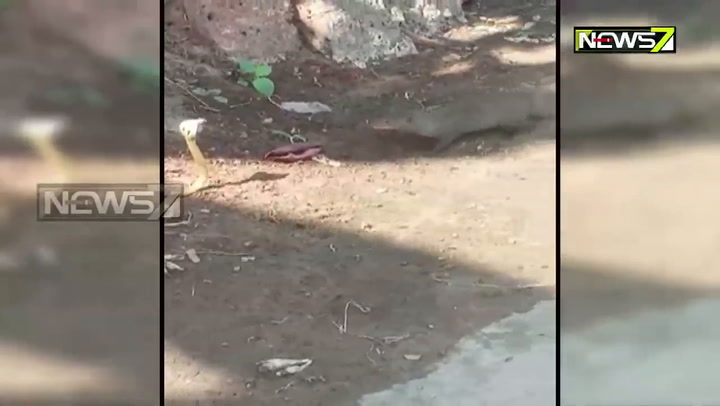Brutal pelea a muerte entre una mangosta y una cobra.- Fuente: YouTube Prameya News7