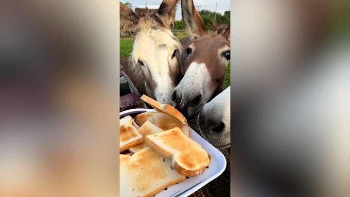 Donkeys enjoy slices of toast for breakfast at animal sanctuary