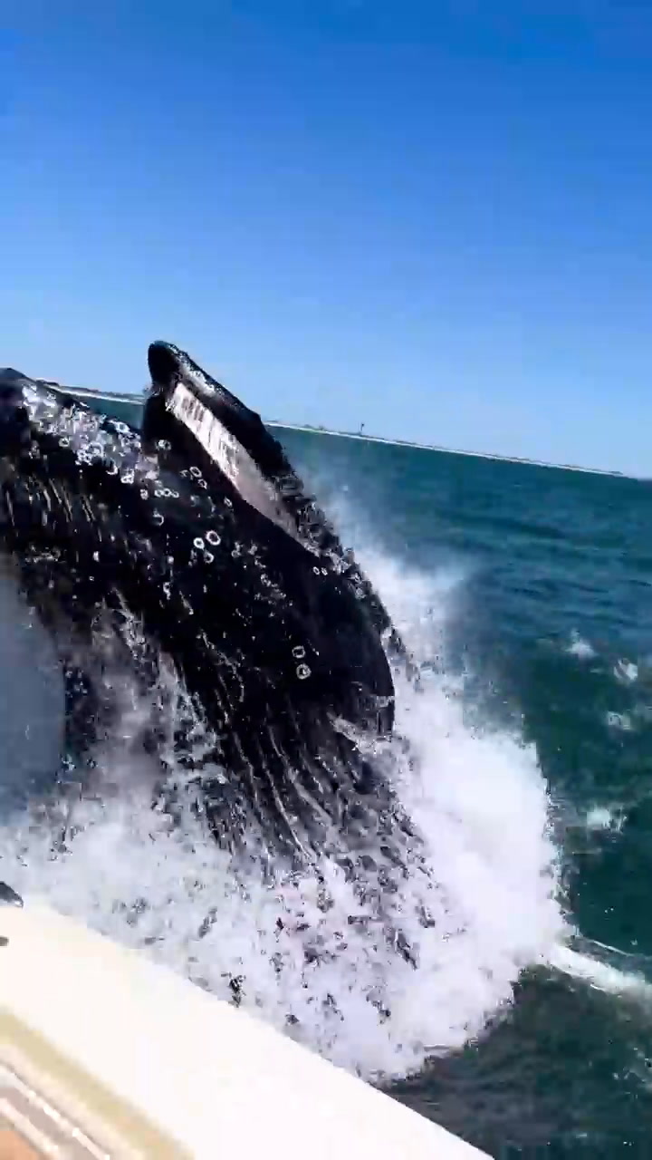 Una ballena causó pánico a los pasajeros de un yate en Long Beach