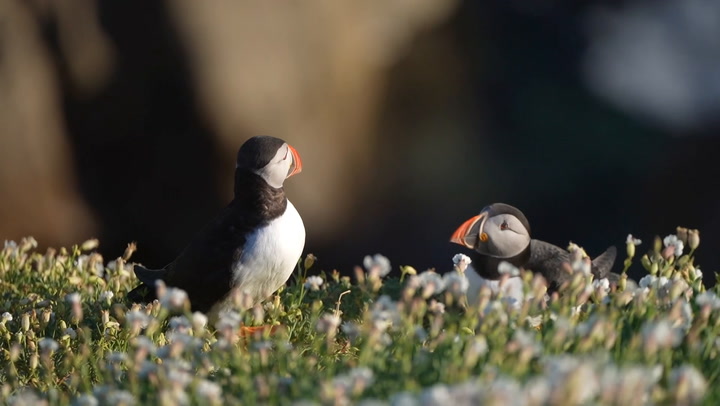 Puffins take in the sun on Saltees Island as Ireland basks in warm weather