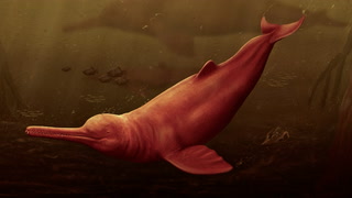 Découverte d’un ancien dauphin géant