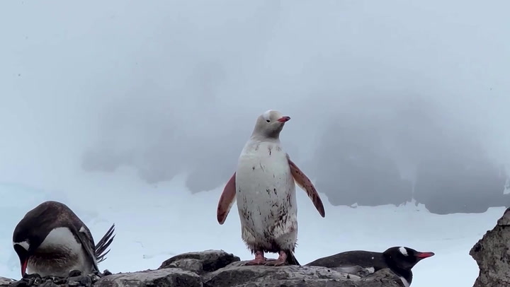 Rare all-white penguin filmed in Antarctica