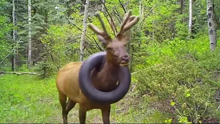 Tire stuck around Colorado Elk's neck removed after two years
