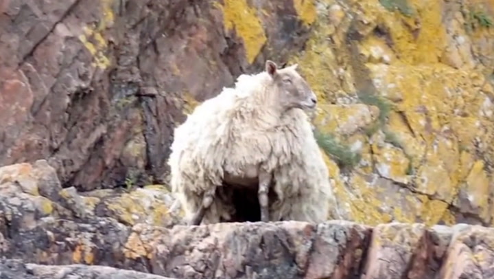 'Britain's loneliest sheep' rescued after being stranded at foot of cliff for two years
