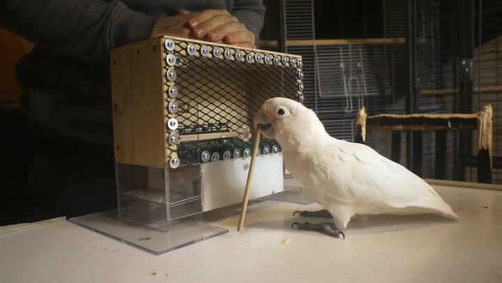 Cockatoos’ golfing skills prove it can use complex tools in experiment