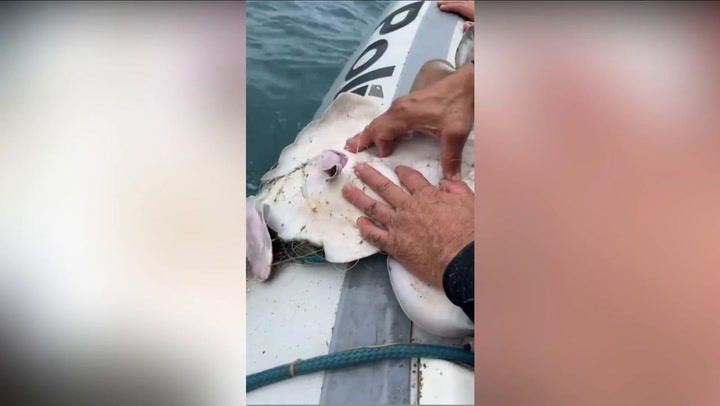 Miracle moment cops help trapped mother shark give birth to pups