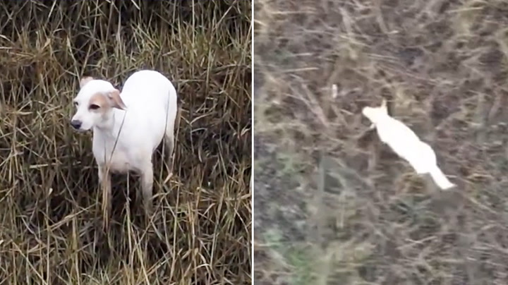 Dog in danger of drowning rescued by sausage dangling from drone