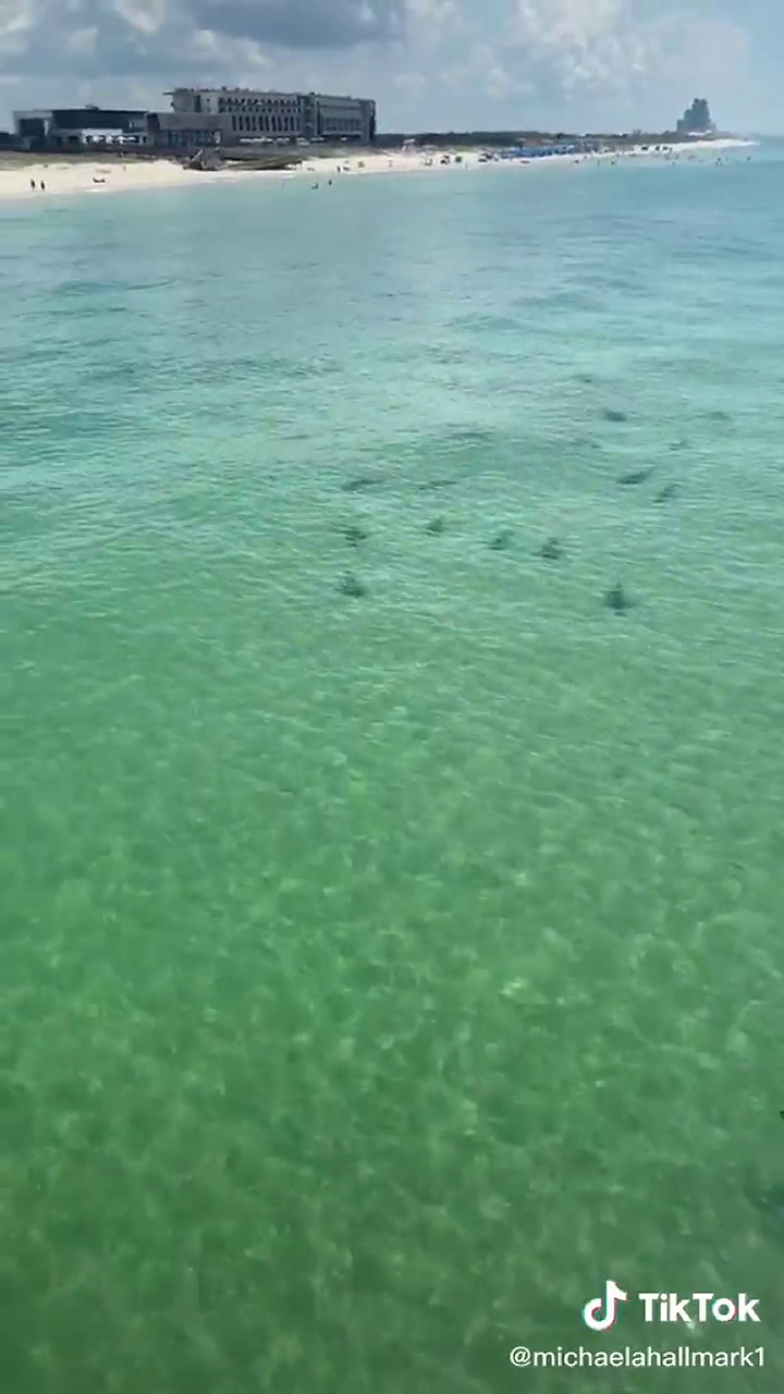 El escalofriante momento en el que una mujer se encuentra con tiburones de 7 metros - Fuente: TikTok