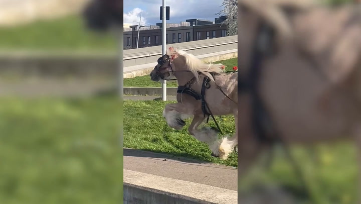 Horse breaks free of carriage, causes chaos in London park