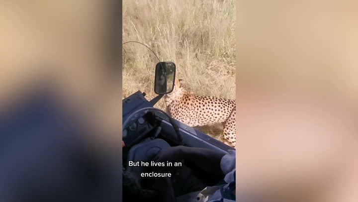 Cheetah puts paws on car door during safari in Namibia