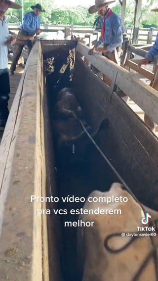 La espectacular destreza de las vacas brasileras