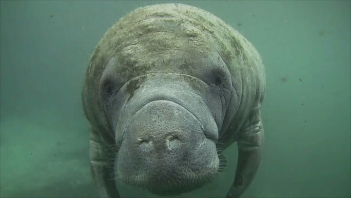 Manatee deaths at record high in Florida amid 'unprecedented' mortality event