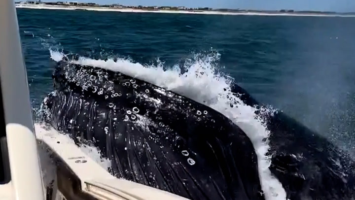 Moment humpback whale crashes into boat caught on camera
