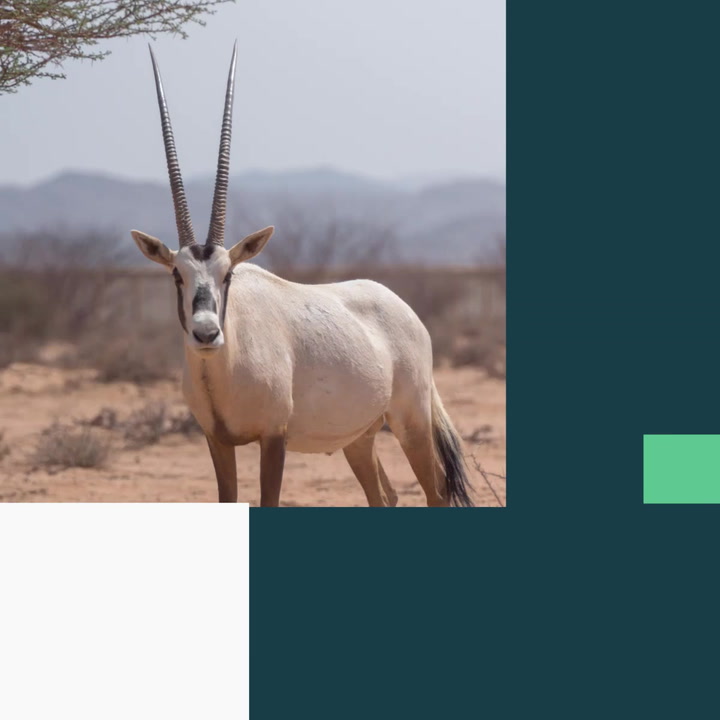 Saudi conservationists ensure future of Arabian oryx | Saudi Green  Initiative | Independent TV