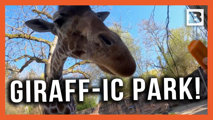 Giraff-ic Park! Giraffe Munches Down on Carrots and Lettuce at Zoo