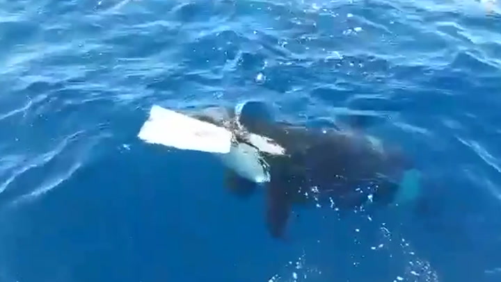 Killer whale rips rudder off boat in straight of Gibraltar