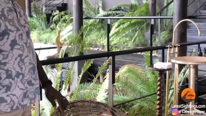 Un leopardo entró a un hotel en medio de un desayuno de turistas - Fuente: YouTube