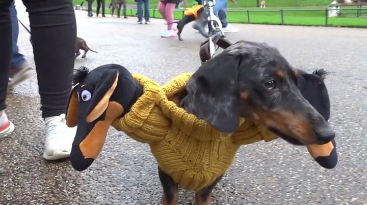 Hallo-weiners: Sausage dogs gather for spooky stroll in Hyde Park