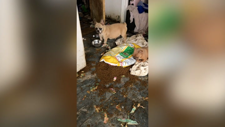Dozens of starving dogs found living in 'horrendous' conditions in Welsh house