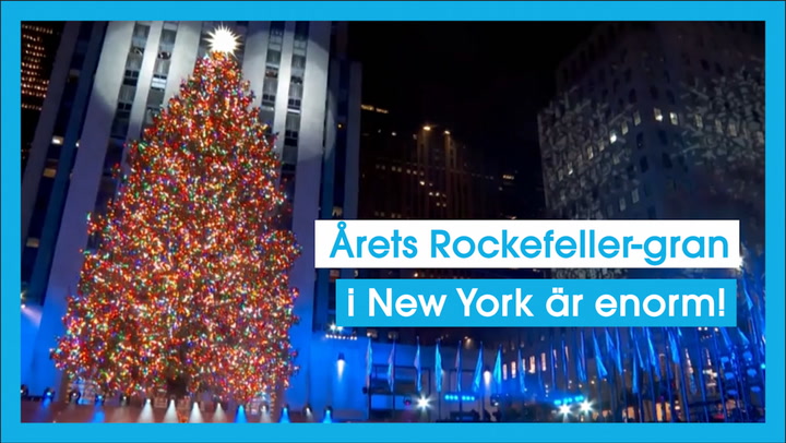 Årets Rockefeller-gran i New York är enorm!