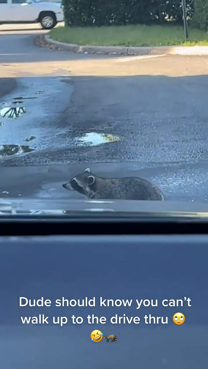 Una mujer captó en video el momento en que un mapache recibe una dona en una tienda de Florida