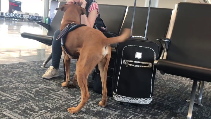 Tuvo un ataque de pánico en el aeropuerto y su perro la calmó - Fuente: Youtube