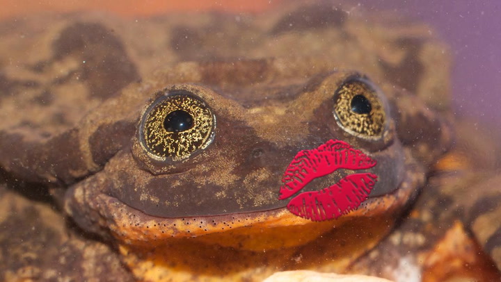 spade Terughoudendheid Pijnstiller Scientists create an online dating profile for a FROG to find a mate for  the endangered creature - Mirror Online