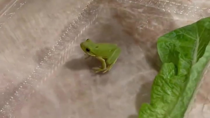 California man takes care of baby frog discovered in salad box
