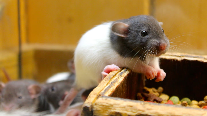 How to Care for a Pet Mouse