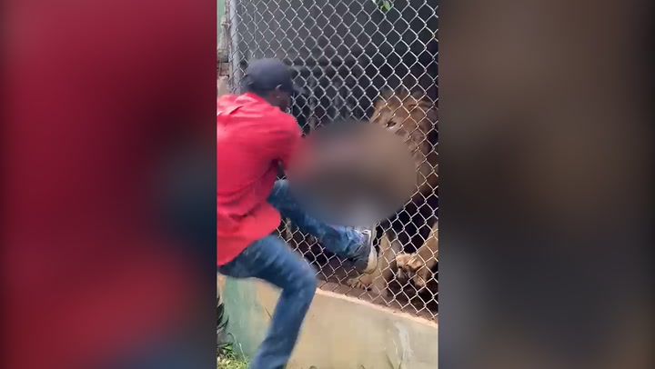 Jamaica: Lion bites off zookeeper’s finger in front of terrified visitors