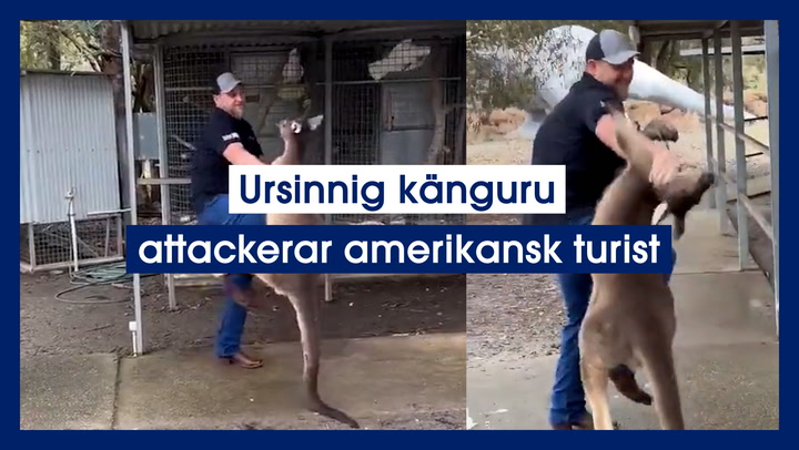 Ursinnig känguru attackerar amerikansk turist