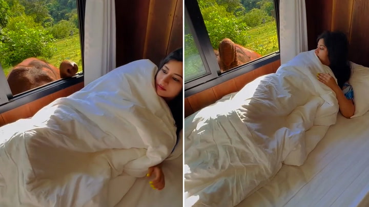 Elephant greets woman through hotel room window in Thailand