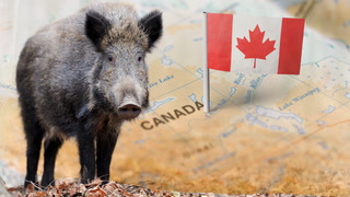 Wild boar are becoming a huge concern in Canada