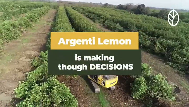 Una de las mayores empresas de limones reemplaza plantaciones por sobreproducción. Argenti Lemon